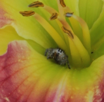 Spider in Daylily